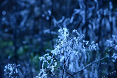 DSC_1007 (Large).JPG